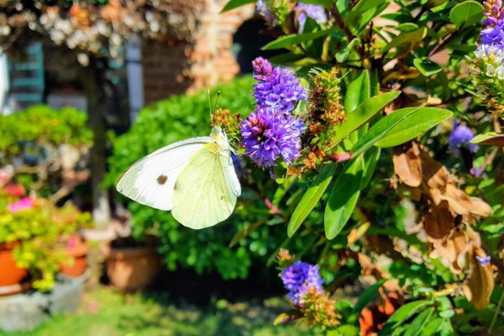קאסטיגליונה דל לאגו Bellavista La Tua Romantica Vacanza Sul Trasimeno מראה חיצוני תמונה
